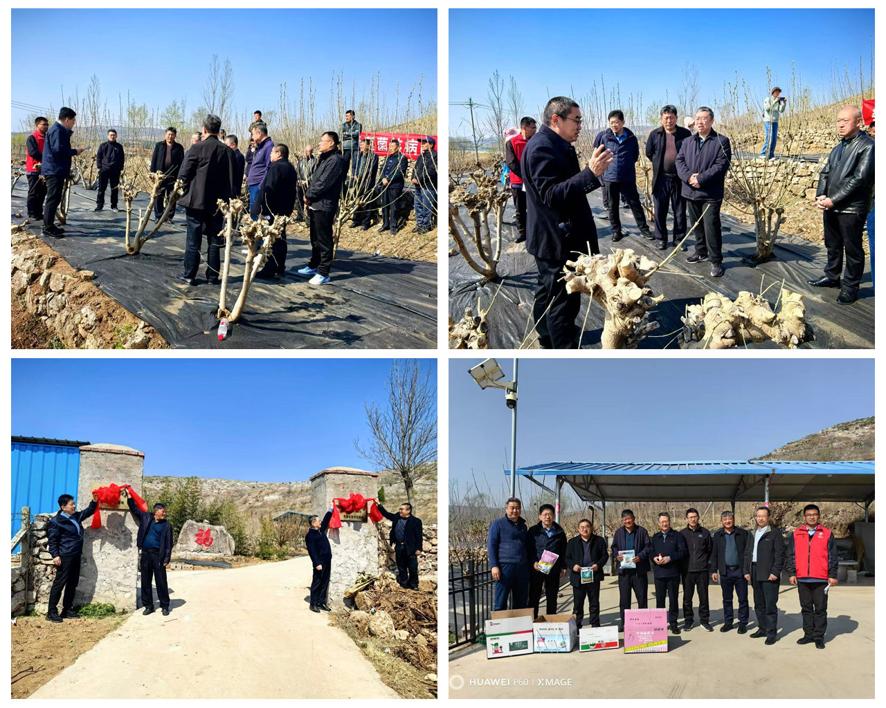 桑葚菌核病防治技术现场培训会在安丘举行 桑葚菌核病防治技术现场培训会在安丘举行