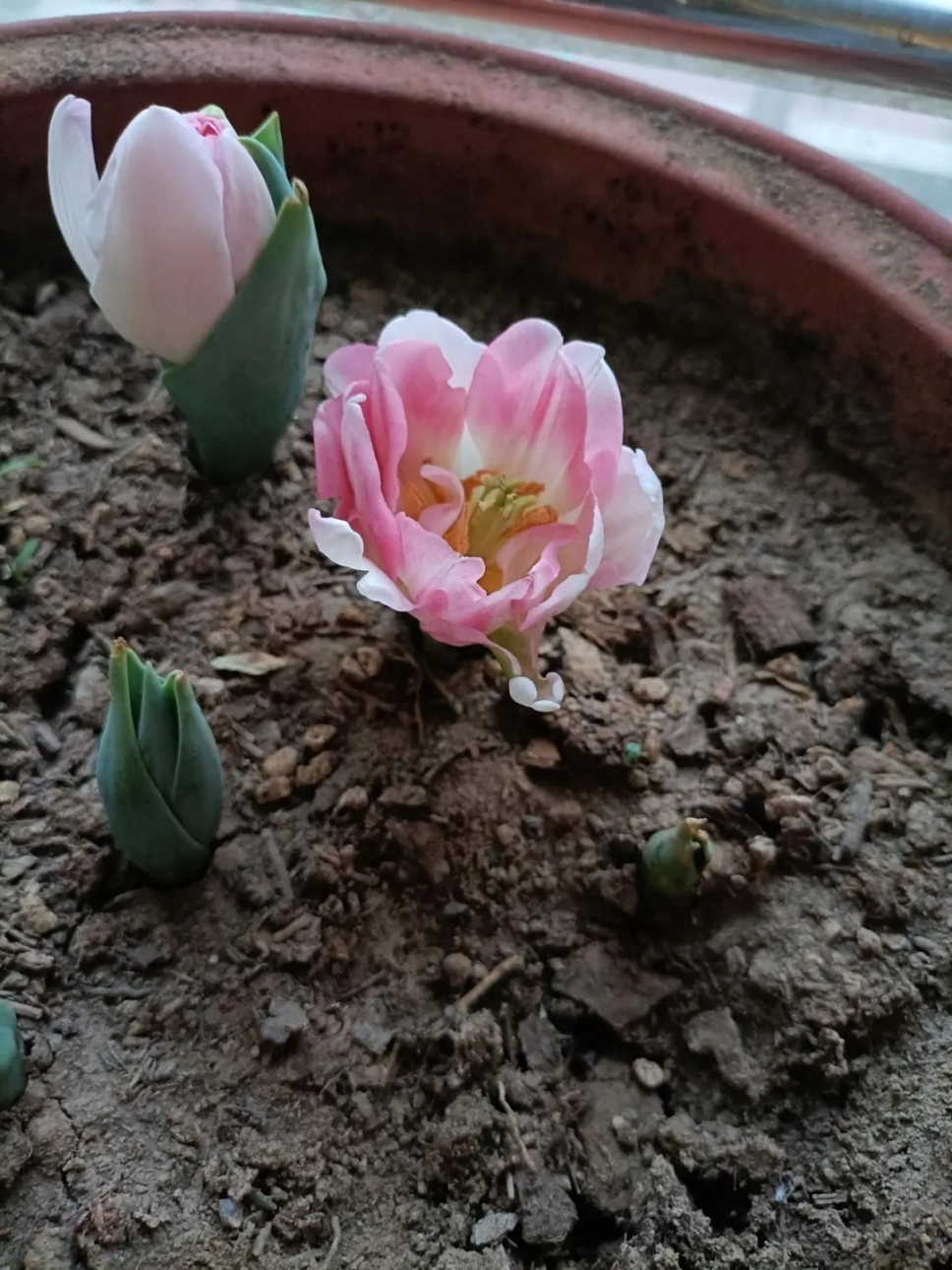 郁金香“沒脖子”就開花了,是喜是憂? 郁金香“沒脖子”就開花了,是喜是憂?