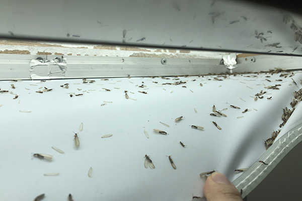白蚁分飞季节来临,家庭该如何科学有效防治? 白蚁分飞季节来临,家庭该如何科学有效防治?