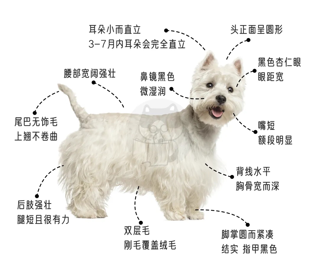 西高地白梗圖鑒|行走的jellycat小狗！