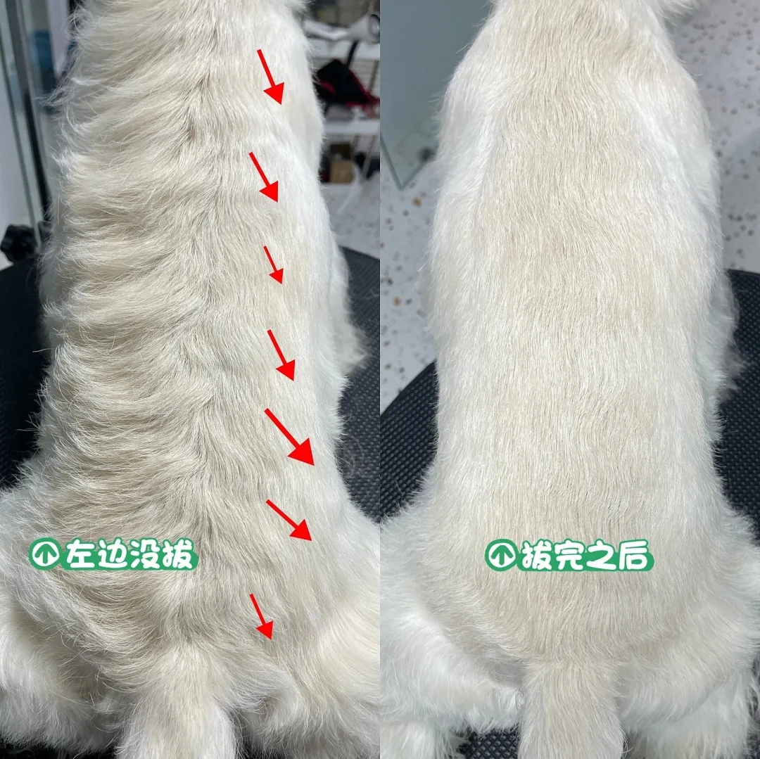 西高地白梗圖鑒|行走的jellycat小狗！