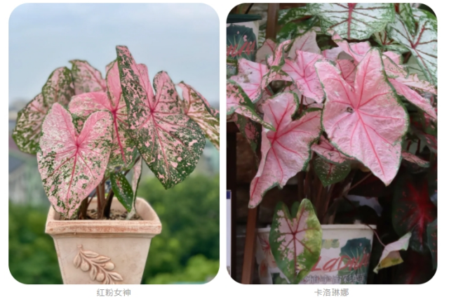 種棵彩葉芋,夏日滿是美麗大葉片,室內(nèi)秒變ins風~ 種棵彩葉芋,夏日滿是美麗大葉片,室內(nèi)秒變ins風~