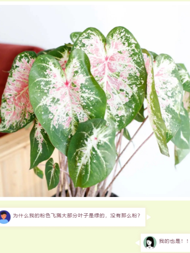 種棵彩葉芋,夏日滿是美麗大葉片,室內(nèi)秒變ins風~ 種棵彩葉芋,夏日滿是美麗大葉片,室內(nèi)秒變ins風~