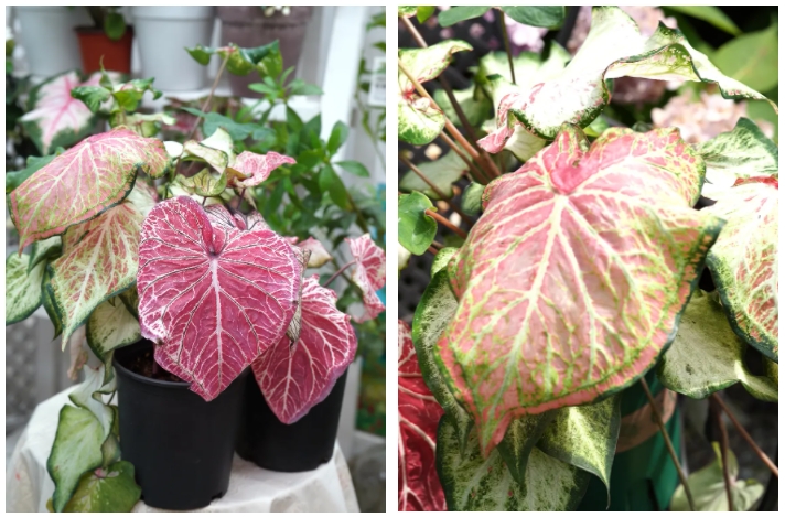種棵彩葉芋,夏日滿是美麗大葉片,室內(nèi)秒變ins風~ 種棵彩葉芋,夏日滿是美麗大葉片,室內(nèi)秒變ins風~