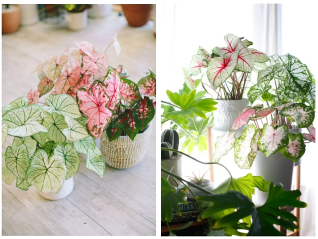 種棵彩葉芋,夏日滿是美麗大葉片,室內(nèi)秒變ins風~ 種棵彩葉芋,夏日滿是美麗大葉片,室內(nèi)秒變ins風~