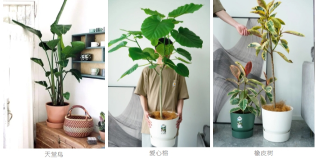 種棵彩葉芋,夏日滿是美麗大葉片,室內(nèi)秒變ins風~ 種棵彩葉芋,夏日滿是美麗大葉片,室內(nèi)秒變ins風~