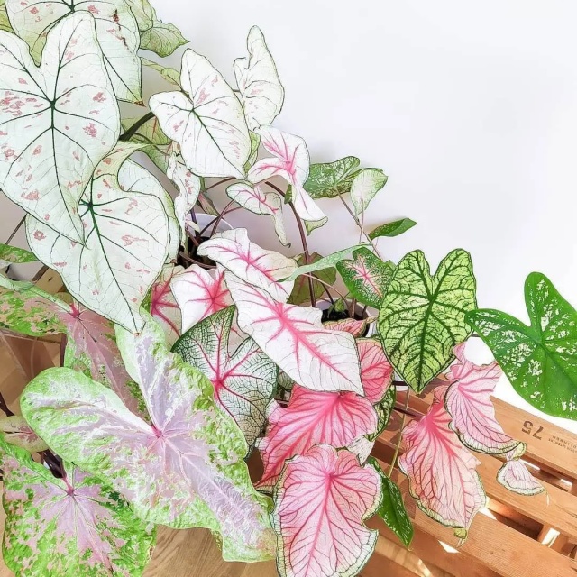 種棵彩葉芋,夏日滿是美麗大葉片,室內(nèi)秒變ins風~ 種棵彩葉芋,夏日滿是美麗大葉片,室內(nèi)秒變ins風~