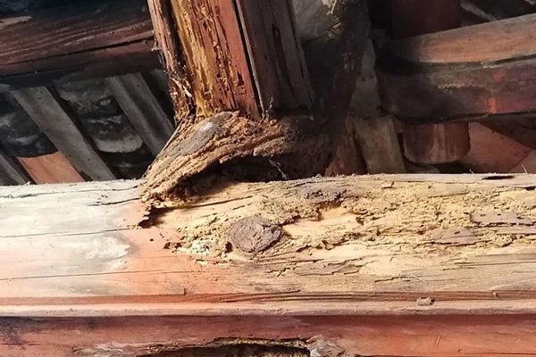 白蚁分飞期古建筑如何严防死守?有哪些高效的拦截方法? 白蚁分飞期古建筑如何严防死守?有哪些高效的拦截方法?