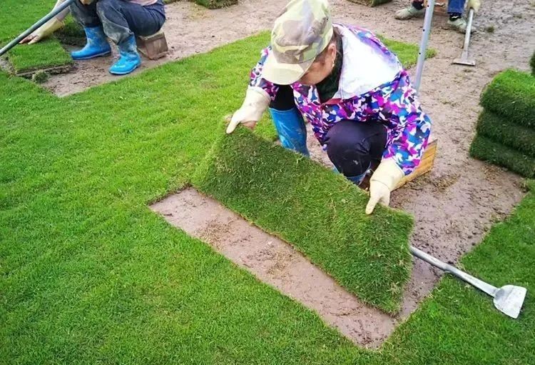 耕地种草皮，属于“非农化”还是“非粮化”，应由哪个部门监管？