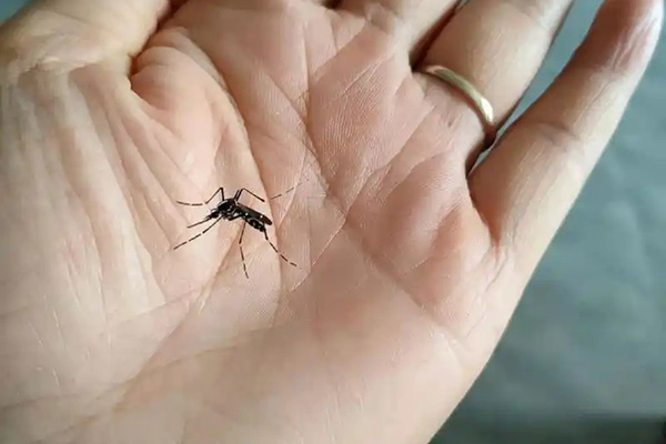 蚊虫偏爱哪些人群?日常如何避免成为蚊虫目标? 蚊虫偏爱哪些人群?日常如何避免成为蚊虫目标?
