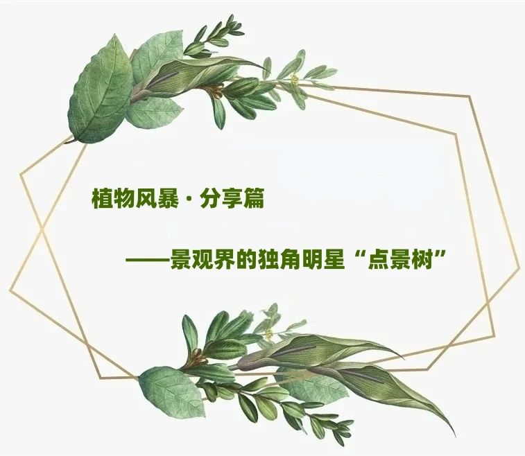【景立方绿皮书】第十二期|植物风暴 · 分享篇——景观界的独角明星“点景树” 【景立方绿皮书】第十二期|植物风暴 · 分享篇——景观界的独角明星“点景树”