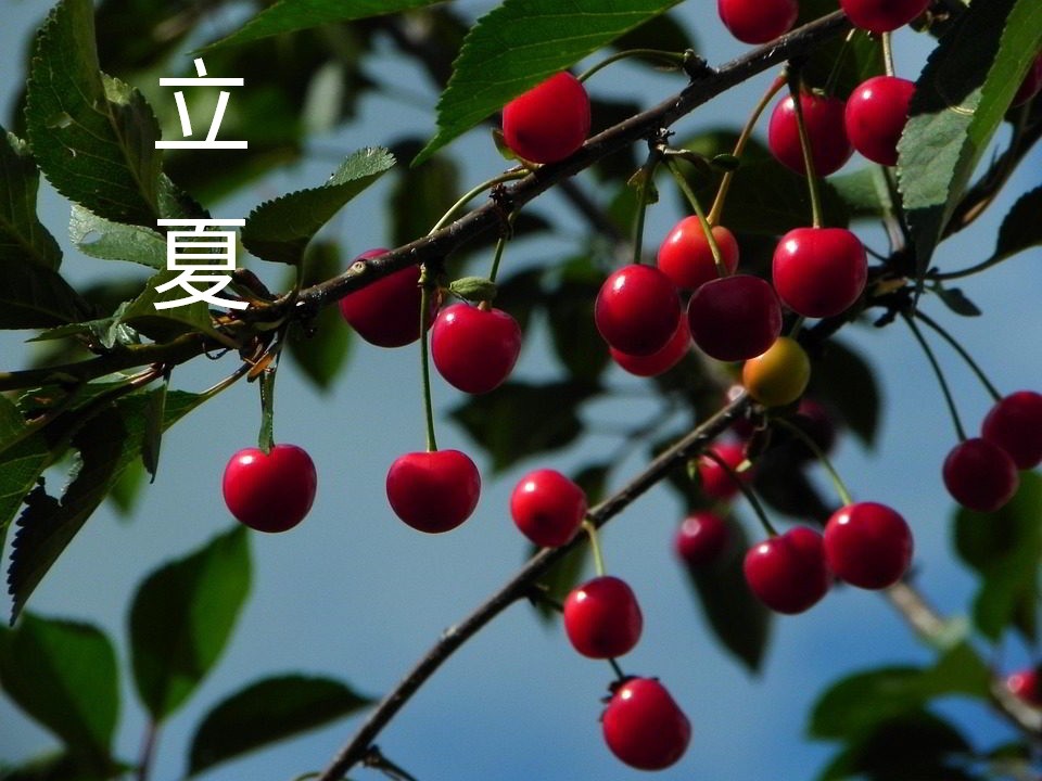 五月立夏启新章 愿心有山海 万事胜意如骄阳