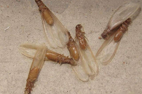 商业场所白蚁防治要点是啥?专业防治方案该如何选择? 商业场所白蚁防治要点是啥?专业防治方案该如何选择?