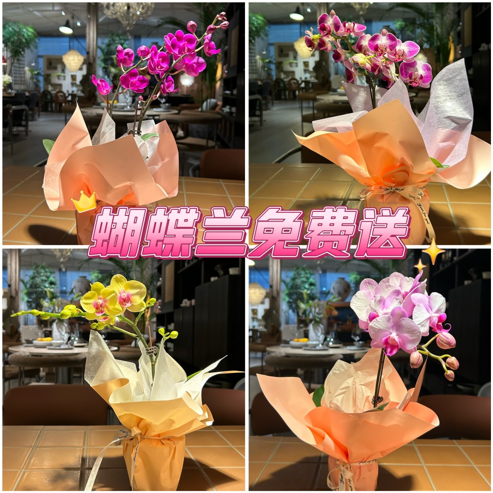 紧急通知!母亲节蝴蝶兰免费送! 紧急通知!母亲节蝴蝶兰免费送!