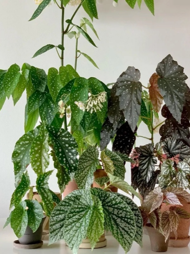 耐陰好養(yǎng)不挑地!這種綠植斑斕靚麗,葉比花美 耐陰好養(yǎng)不挑地!這種綠植斑斕靚麗,葉比花美
