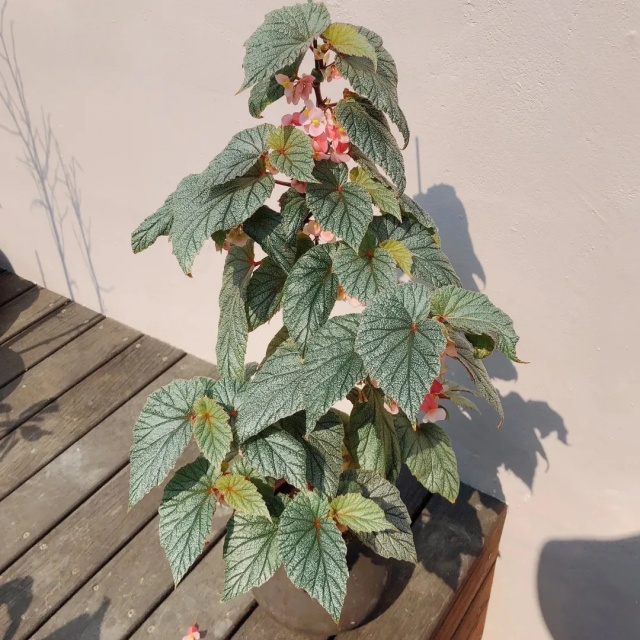 耐陰好養(yǎng)不挑地!這種綠植斑斕靚麗,葉比花美 耐陰好養(yǎng)不挑地!這種綠植斑斕靚麗,葉比花美