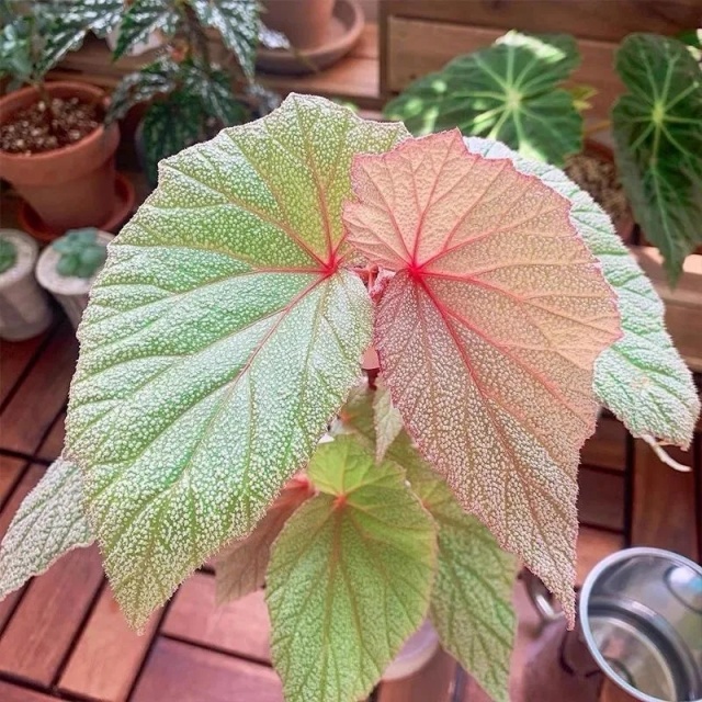 耐陰好養(yǎng)不挑地!這種綠植斑斕靚麗,葉比花美 耐陰好養(yǎng)不挑地!這種綠植斑斕靚麗,葉比花美