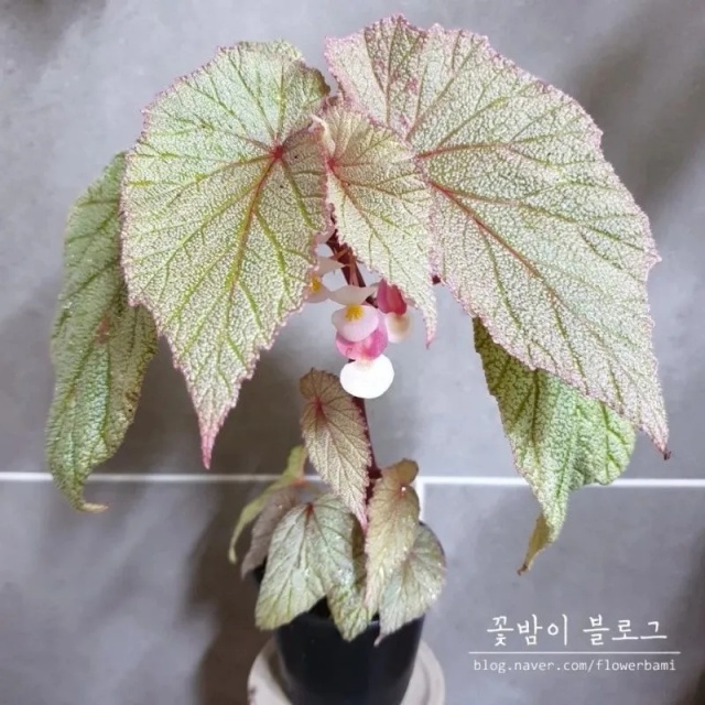 耐陰好養(yǎng)不挑地!這種綠植斑斕靚麗,葉比花美 耐陰好養(yǎng)不挑地!這種綠植斑斕靚麗,葉比花美