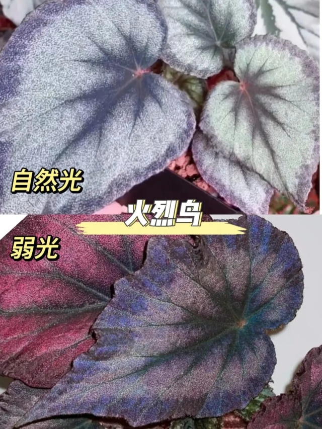 耐陰好養(yǎng)不挑地!這種綠植斑斕靚麗,葉比花美 耐陰好養(yǎng)不挑地!這種綠植斑斕靚麗,葉比花美
