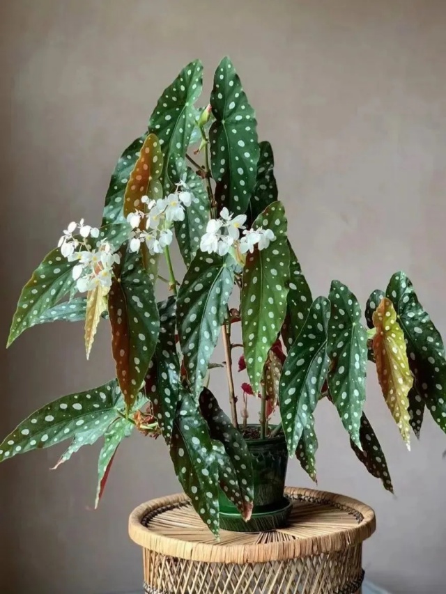 耐陰好養(yǎng)不挑地!這種綠植斑斕靚麗,葉比花美 耐陰好養(yǎng)不挑地!這種綠植斑斕靚麗,葉比花美