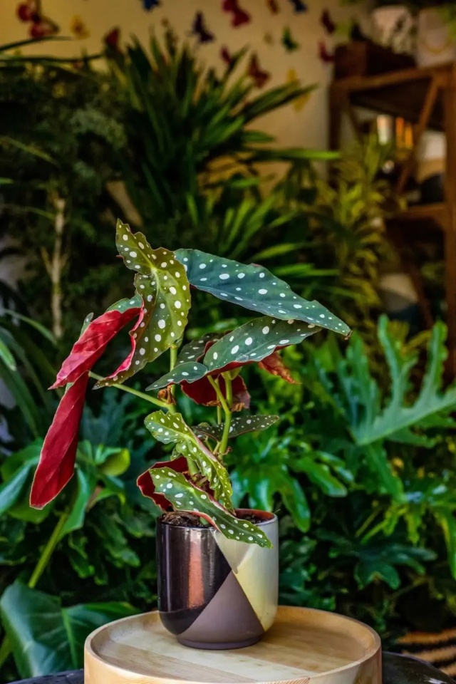 耐陰好養(yǎng)不挑地!這種綠植斑斕靚麗,葉比花美 耐陰好養(yǎng)不挑地!這種綠植斑斕靚麗,葉比花美