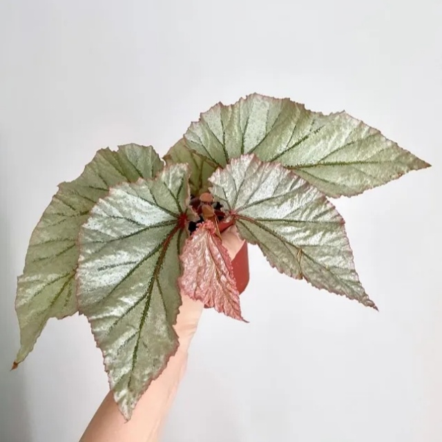 耐陰好養(yǎng)不挑地!這種綠植斑斕靚麗,葉比花美 耐陰好養(yǎng)不挑地!這種綠植斑斕靚麗,葉比花美
