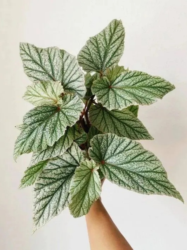 耐陰好養(yǎng)不挑地!這種綠植斑斕靚麗,葉比花美 耐陰好養(yǎng)不挑地!這種綠植斑斕靚麗,葉比花美
