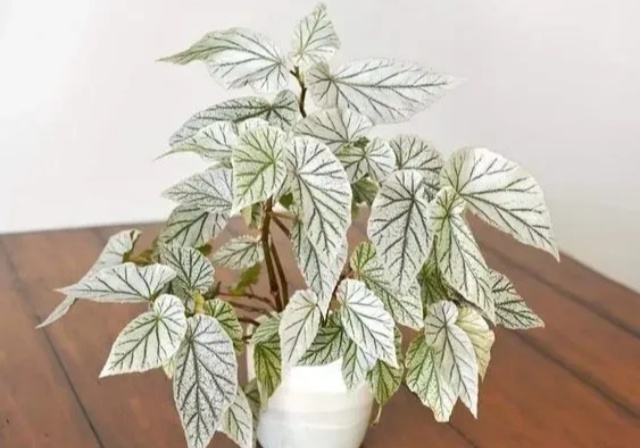 耐陰好養(yǎng)不挑地!這種綠植斑斕靚麗,葉比花美 耐陰好養(yǎng)不挑地!這種綠植斑斕靚麗,葉比花美