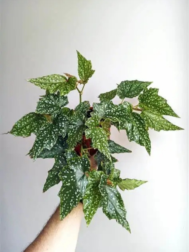 耐陰好養(yǎng)不挑地!這種綠植斑斕靚麗,葉比花美 耐陰好養(yǎng)不挑地!這種綠植斑斕靚麗,葉比花美