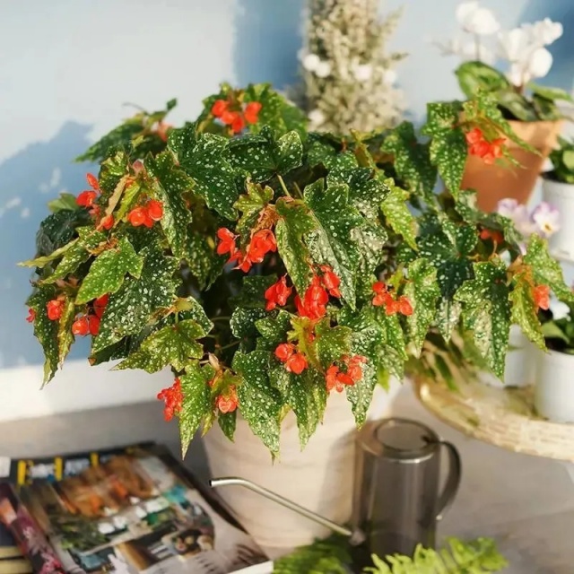 耐陰好養(yǎng)不挑地!這種綠植斑斕靚麗,葉比花美 耐陰好養(yǎng)不挑地!這種綠植斑斕靚麗,葉比花美