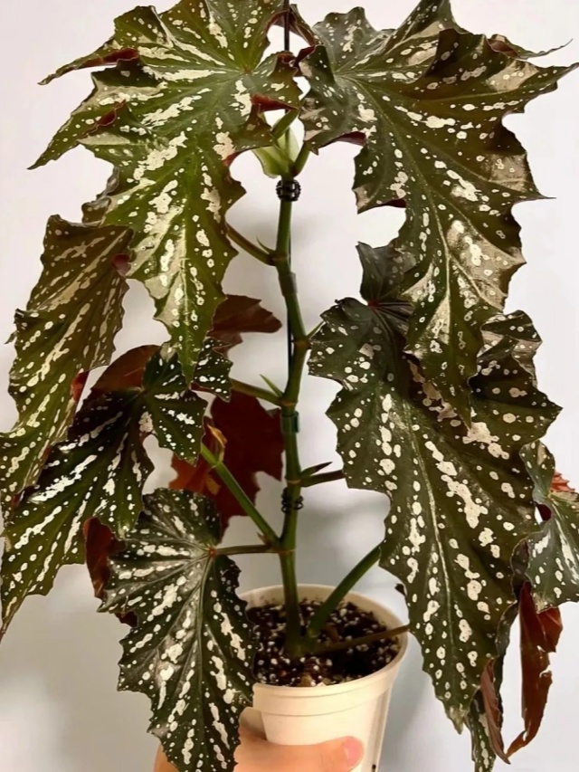 耐陰好養(yǎng)不挑地!這種綠植斑斕靚麗,葉比花美 耐陰好養(yǎng)不挑地!這種綠植斑斕靚麗,葉比花美