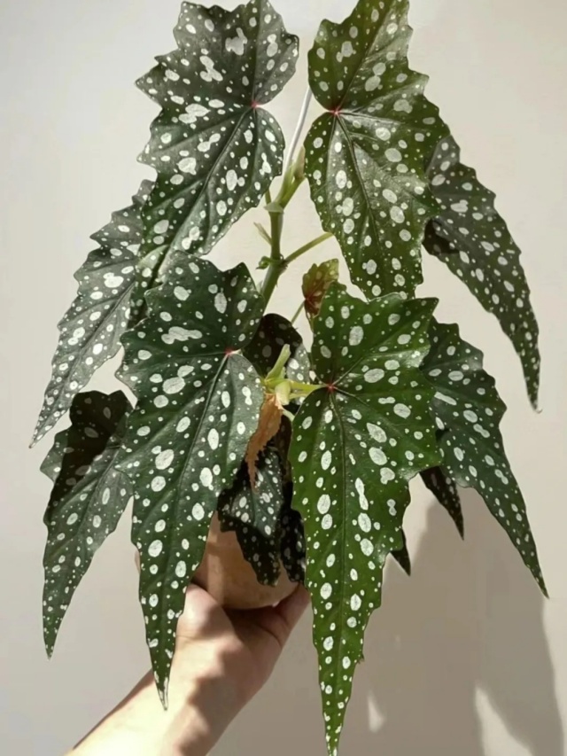 耐陰好養(yǎng)不挑地!這種綠植斑斕靚麗,葉比花美 耐陰好養(yǎng)不挑地!這種綠植斑斕靚麗,葉比花美