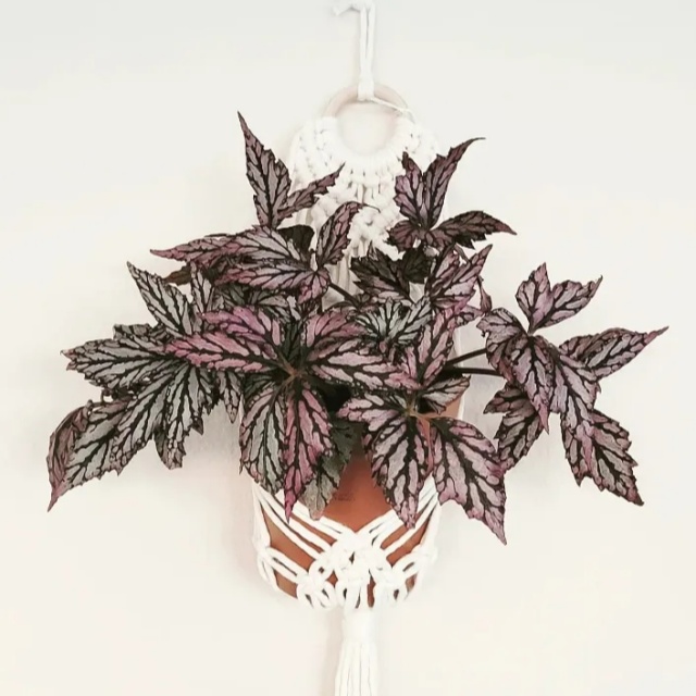 耐陰好養(yǎng)不挑地!這種綠植斑斕靚麗,葉比花美 耐陰好養(yǎng)不挑地!這種綠植斑斕靚麗,葉比花美