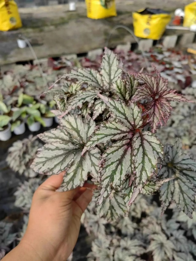 耐陰好養(yǎng)不挑地!這種綠植斑斕靚麗,葉比花美 耐陰好養(yǎng)不挑地!這種綠植斑斕靚麗,葉比花美