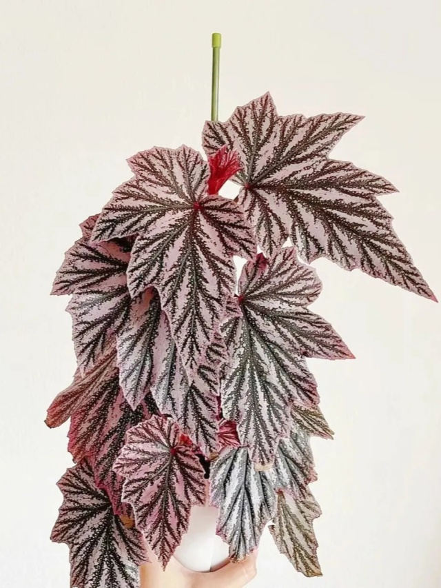 耐陰好養(yǎng)不挑地!這種綠植斑斕靚麗,葉比花美 耐陰好養(yǎng)不挑地!這種綠植斑斕靚麗,葉比花美
