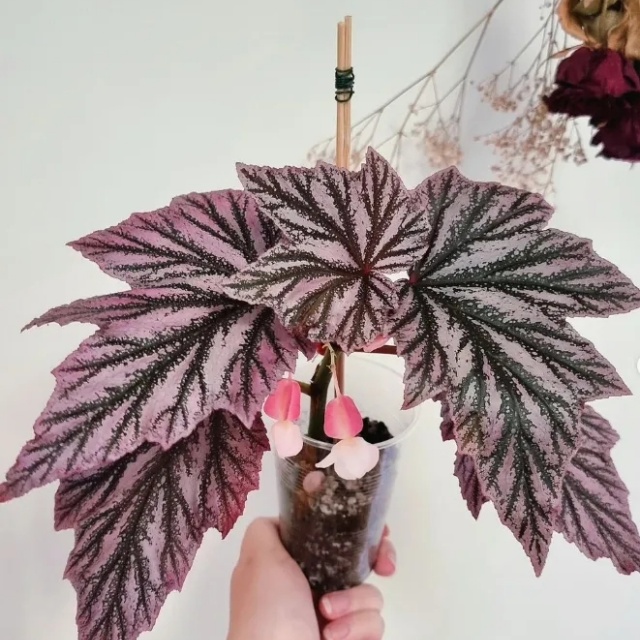耐陰好養(yǎng)不挑地!這種綠植斑斕靚麗,葉比花美 耐陰好養(yǎng)不挑地!這種綠植斑斕靚麗,葉比花美