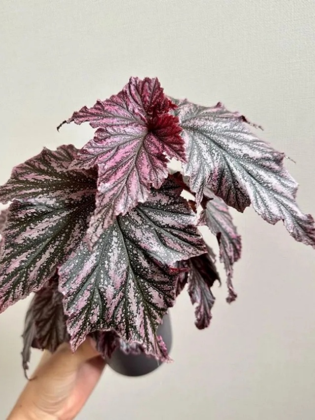 耐陰好養(yǎng)不挑地!這種綠植斑斕靚麗,葉比花美 耐陰好養(yǎng)不挑地!這種綠植斑斕靚麗,葉比花美