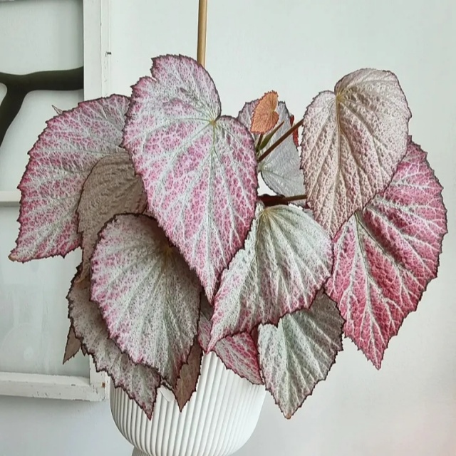 耐陰好養(yǎng)不挑地!這種綠植斑斕靚麗,葉比花美 耐陰好養(yǎng)不挑地!這種綠植斑斕靚麗,葉比花美