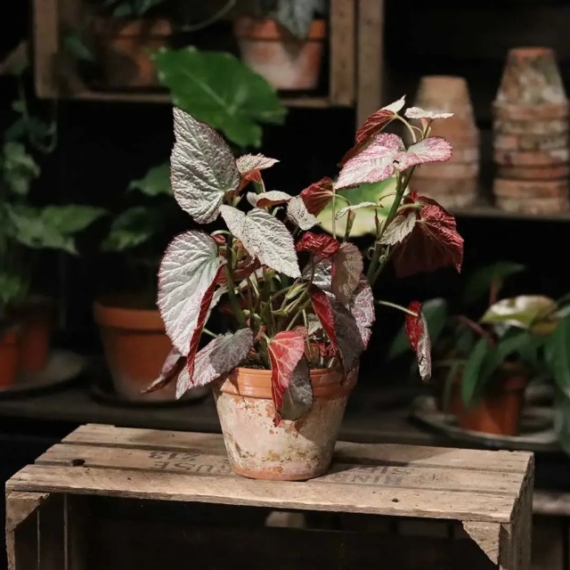 耐陰好養(yǎng)不挑地!這種綠植斑斕靚麗,葉比花美 耐陰好養(yǎng)不挑地!這種綠植斑斕靚麗,葉比花美