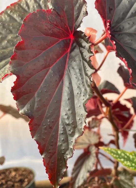 耐陰好養(yǎng)不挑地!這種綠植斑斕靚麗,葉比花美 耐陰好養(yǎng)不挑地!這種綠植斑斕靚麗,葉比花美
