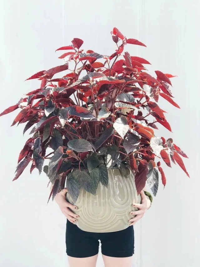 耐陰好養(yǎng)不挑地!這種綠植斑斕靚麗,葉比花美 耐陰好養(yǎng)不挑地!這種綠植斑斕靚麗,葉比花美