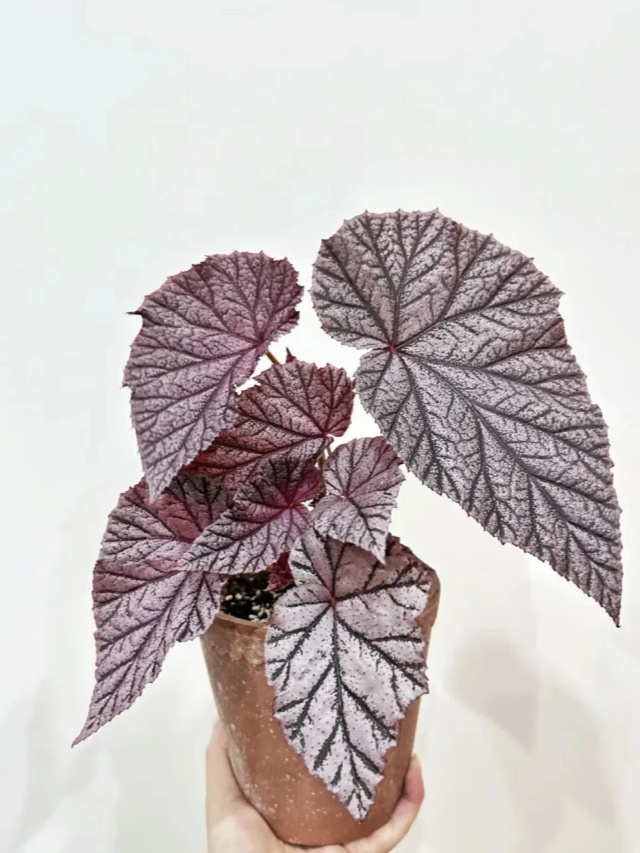 耐陰好養(yǎng)不挑地!這種綠植斑斕靚麗,葉比花美 耐陰好養(yǎng)不挑地!這種綠植斑斕靚麗,葉比花美