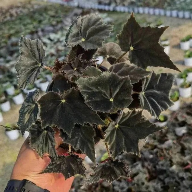 耐陰好養(yǎng)不挑地!這種綠植斑斕靚麗,葉比花美 耐陰好養(yǎng)不挑地!這種綠植斑斕靚麗,葉比花美
