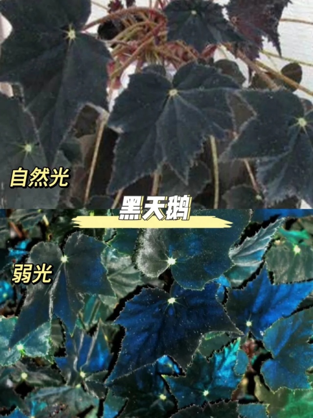 耐陰好養(yǎng)不挑地!這種綠植斑斕靚麗,葉比花美 耐陰好養(yǎng)不挑地!這種綠植斑斕靚麗,葉比花美
