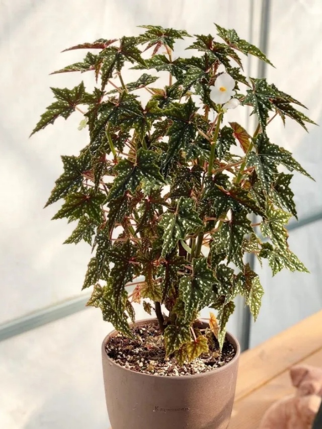 耐陰好養(yǎng)不挑地!這種綠植斑斕靚麗,葉比花美 耐陰好養(yǎng)不挑地!這種綠植斑斕靚麗,葉比花美