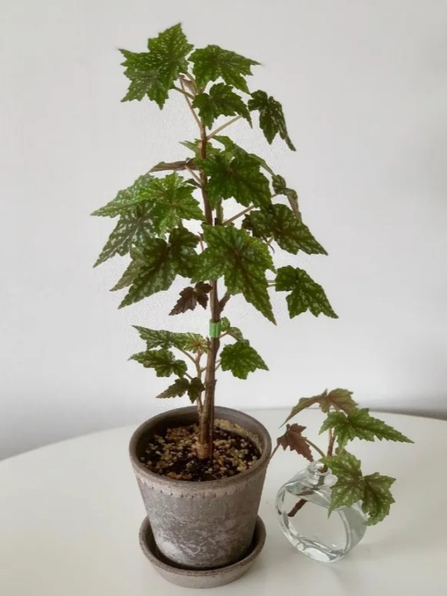 耐陰好養(yǎng)不挑地!這種綠植斑斕靚麗,葉比花美 耐陰好養(yǎng)不挑地!這種綠植斑斕靚麗,葉比花美