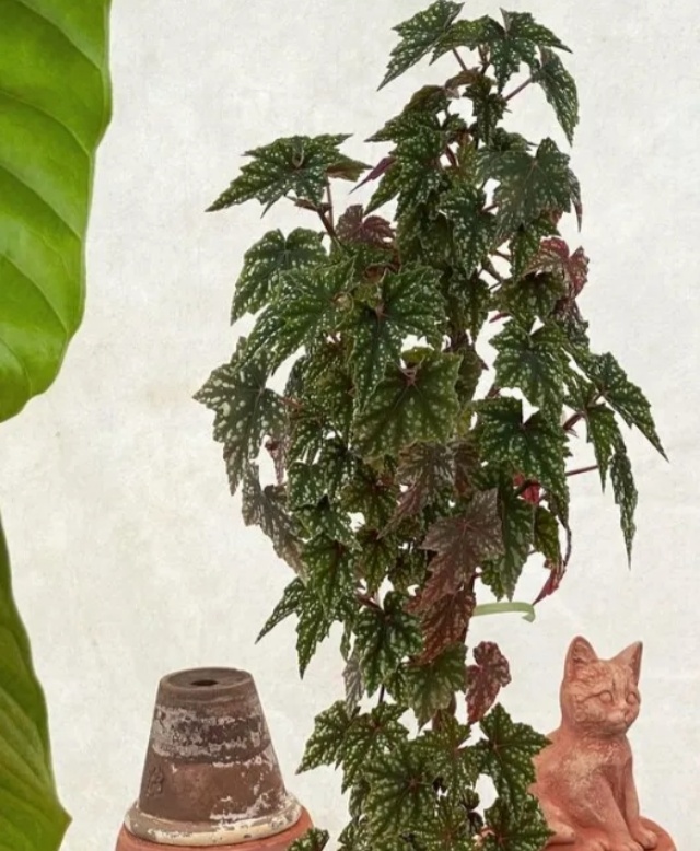 耐陰好養(yǎng)不挑地!這種綠植斑斕靚麗,葉比花美 耐陰好養(yǎng)不挑地!這種綠植斑斕靚麗,葉比花美