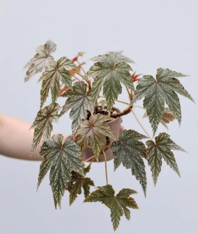耐陰好養(yǎng)不挑地!這種綠植斑斕靚麗,葉比花美 耐陰好養(yǎng)不挑地!這種綠植斑斕靚麗,葉比花美