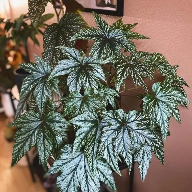 耐陰好養(yǎng)不挑地!這種綠植斑斕靚麗,葉比花美 耐陰好養(yǎng)不挑地!這種綠植斑斕靚麗,葉比花美