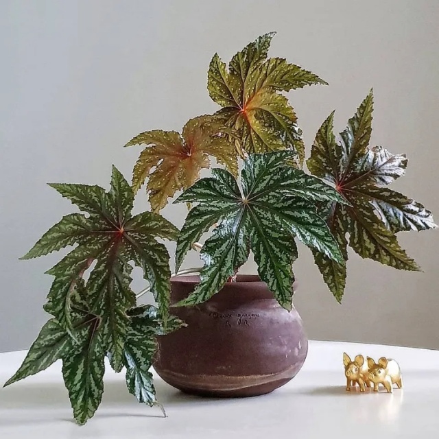 耐陰好養(yǎng)不挑地!這種綠植斑斕靚麗,葉比花美 耐陰好養(yǎng)不挑地!這種綠植斑斕靚麗,葉比花美